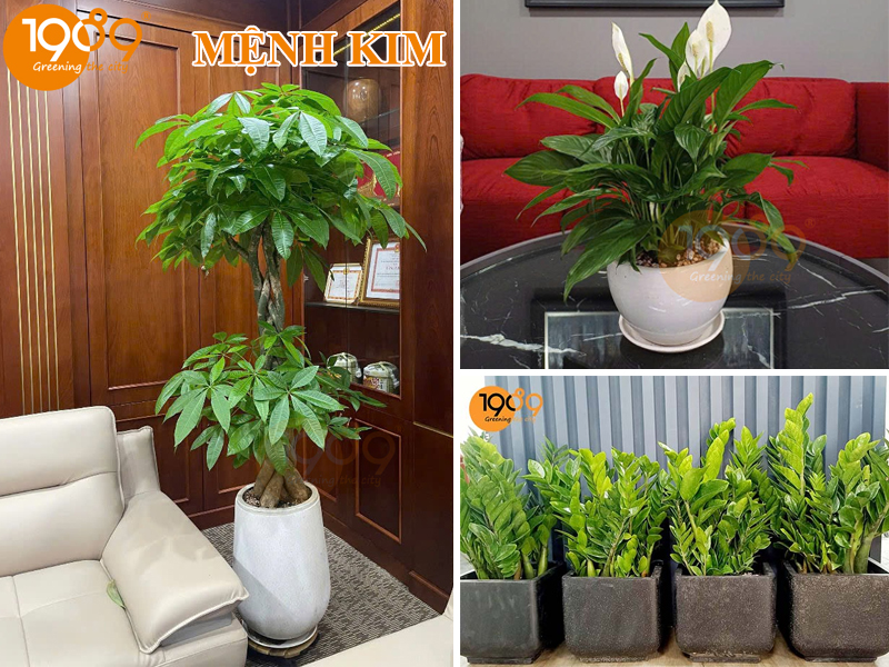 Chạm Tới Vượng Khí: Chọn Cây Để Sàn Theo Mệnh Để Hút Tài Lộc