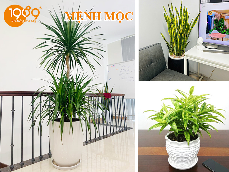 Chạm Tới Vượng Khí: Chọn Cây Để Sàn Theo Mệnh Để Hút Tài Lộc