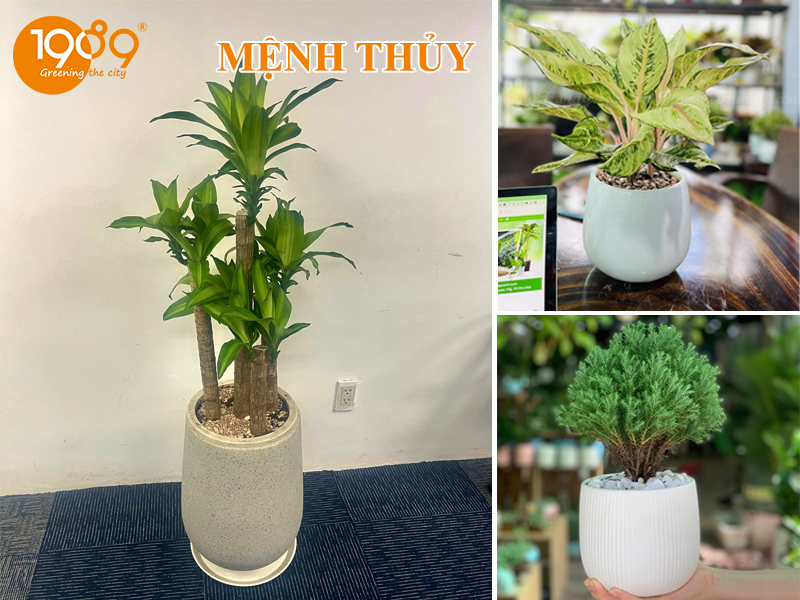 Chạm Tới Vượng Khí: Chọn Cây Để Sàn Theo Mệnh Để Hút Tài Lộc