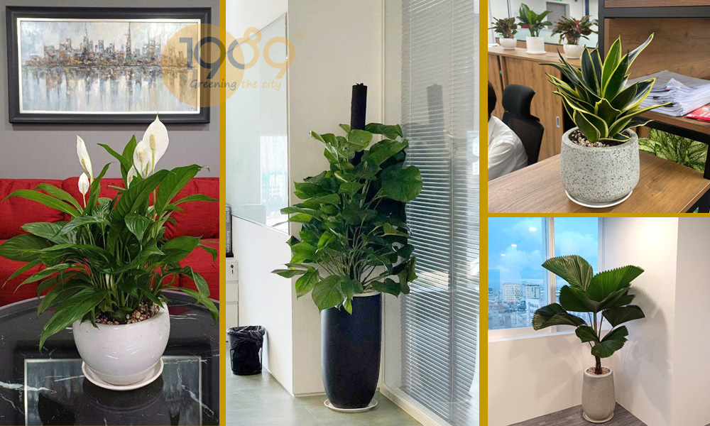 Cây xanh nội thất: Biến góc nhà thành ốc đảo xanh mát