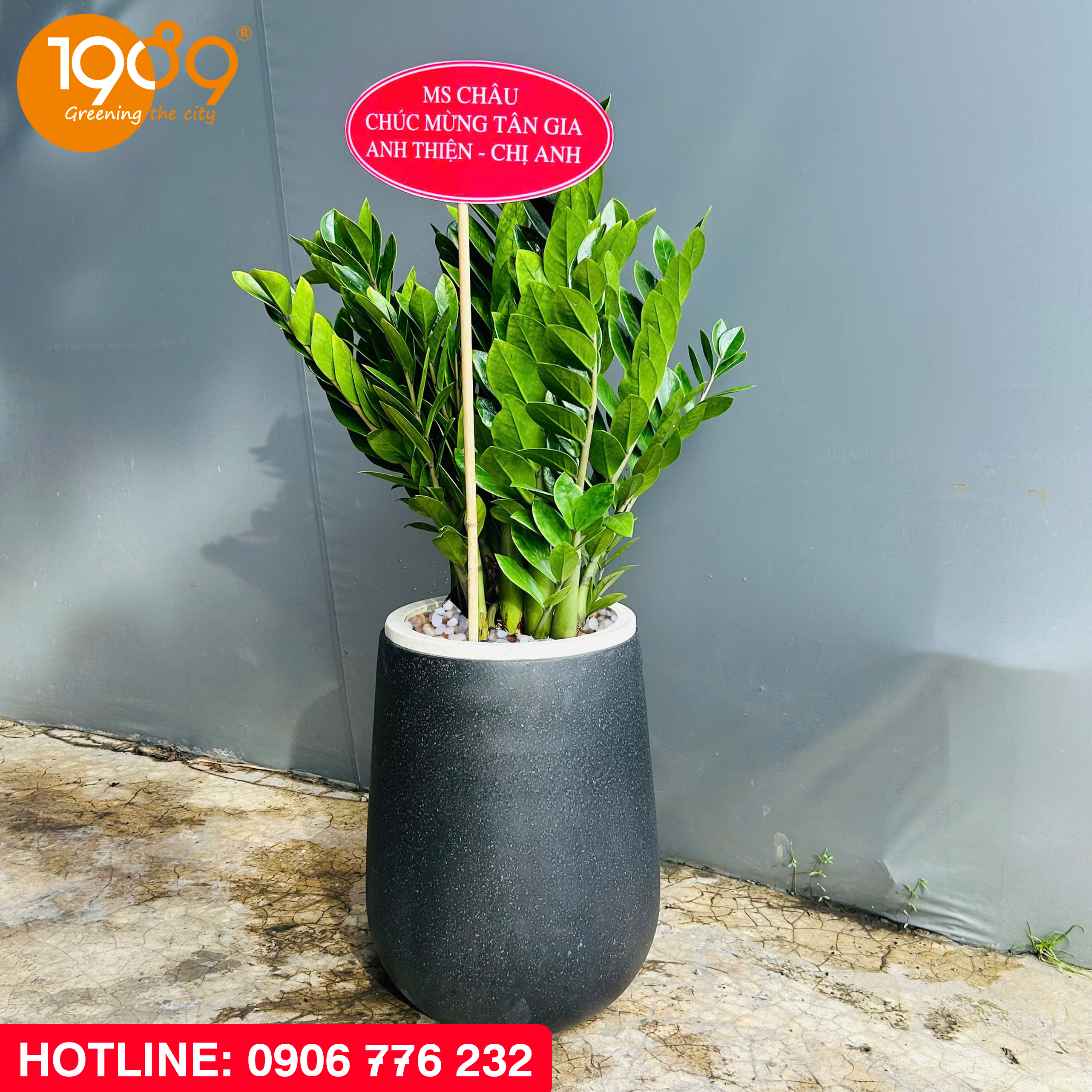 cây kim tiền quà tặng khai trường