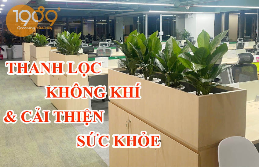 Dịch Vụ Cho Thuê Cây Xanh Văn Phòng Trọn Gói A-Z