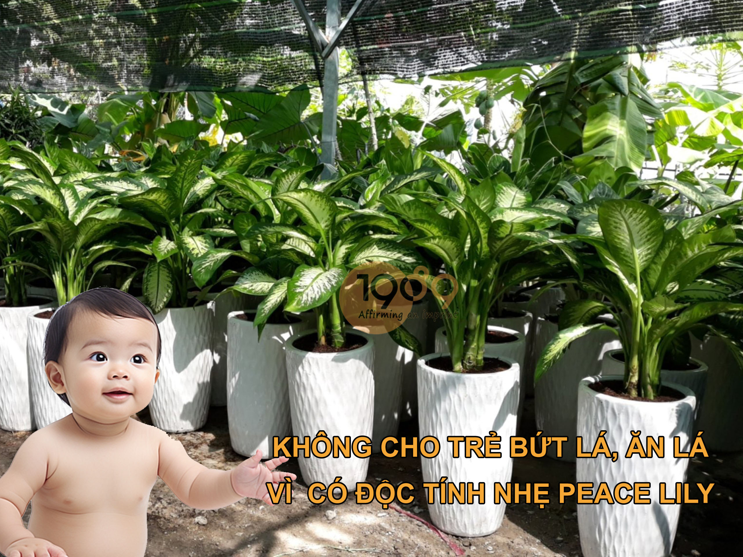 Cây để sàn cho nhà thiếu sáng: 12 lựa chọn xanh mát và bí quyết chăm sóc bất bại