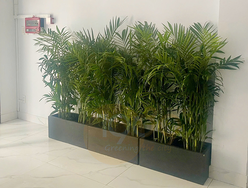 Chậu Xi Măng Đá Mài: Vật Phẩm Quốc Dân Không Thể Thiếu Trong Thiết Kế Kiến Trúc Hiện Đại