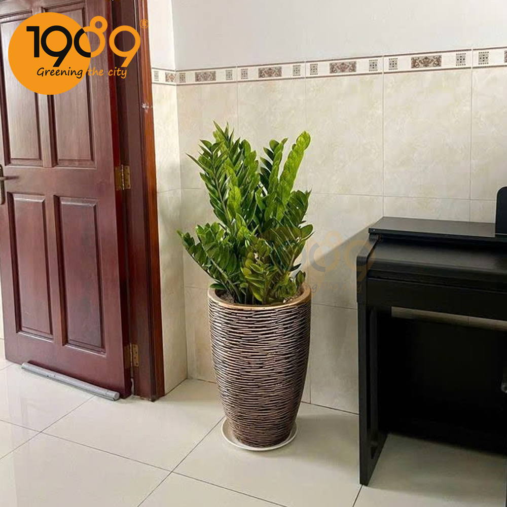 Bí Kíp Mua Cây Xanh Online: An Toàn & Đơn Giản