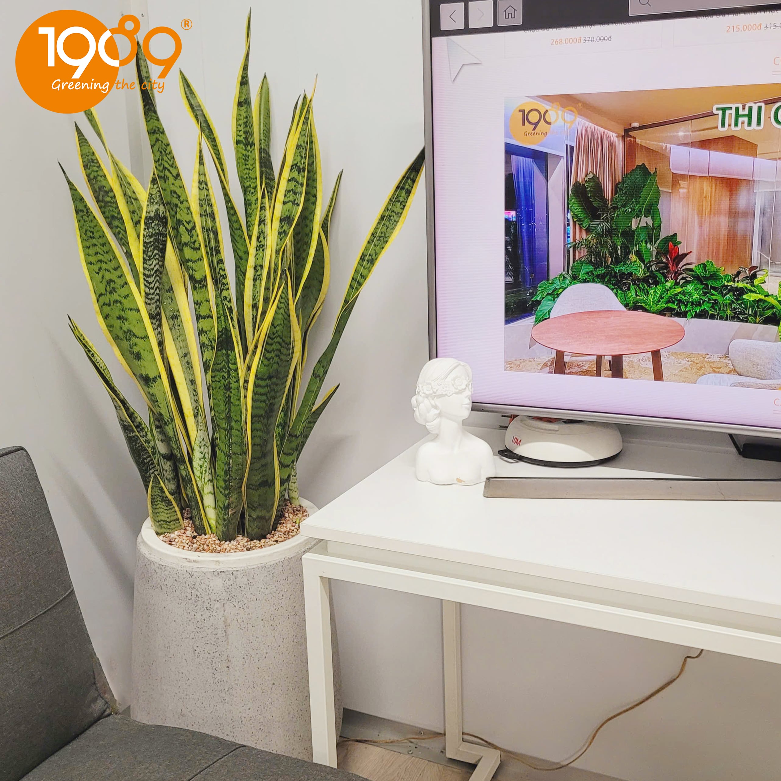 Cây Xanh Văn Phòng Giá Rẻ