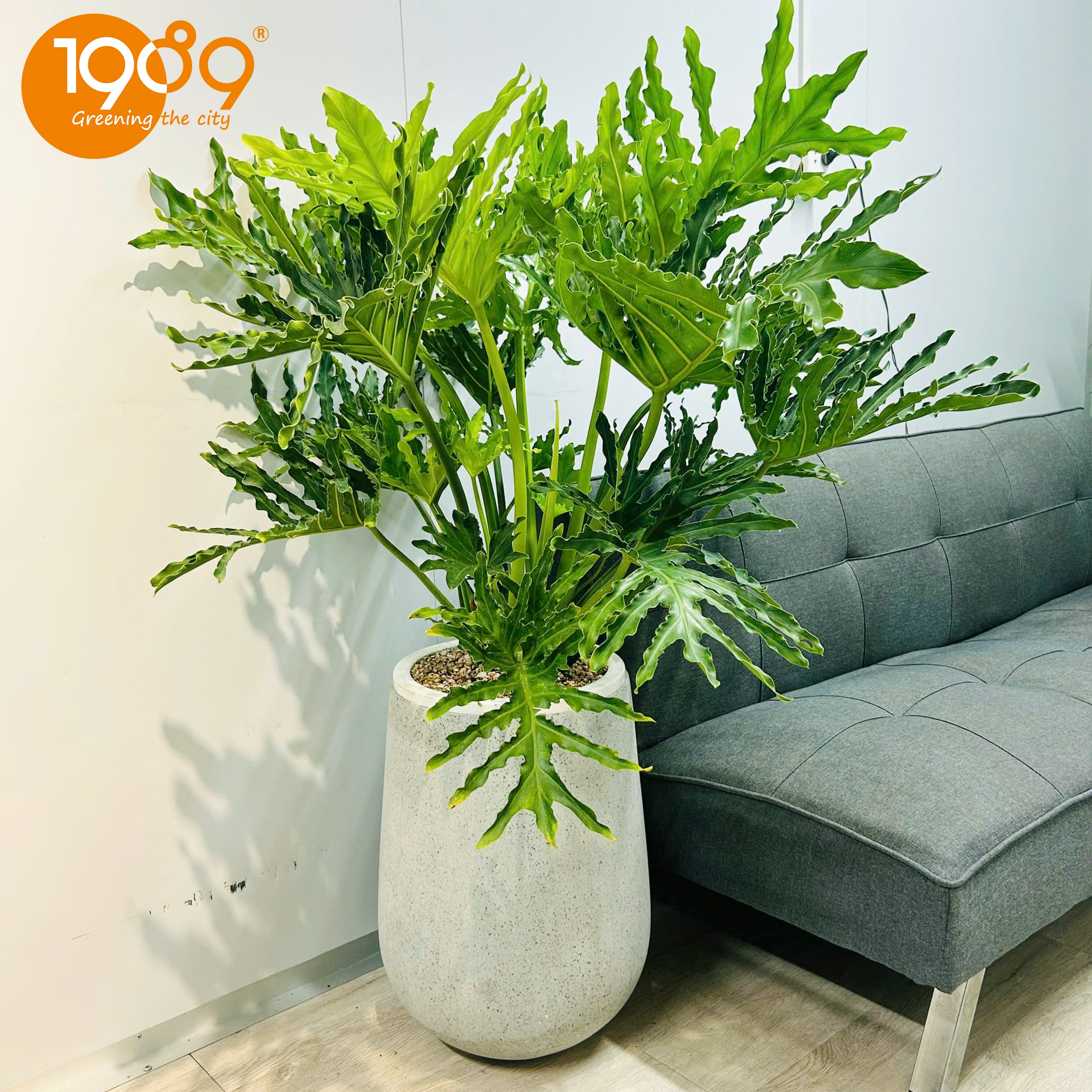 Cây trầu bà thanh xuân