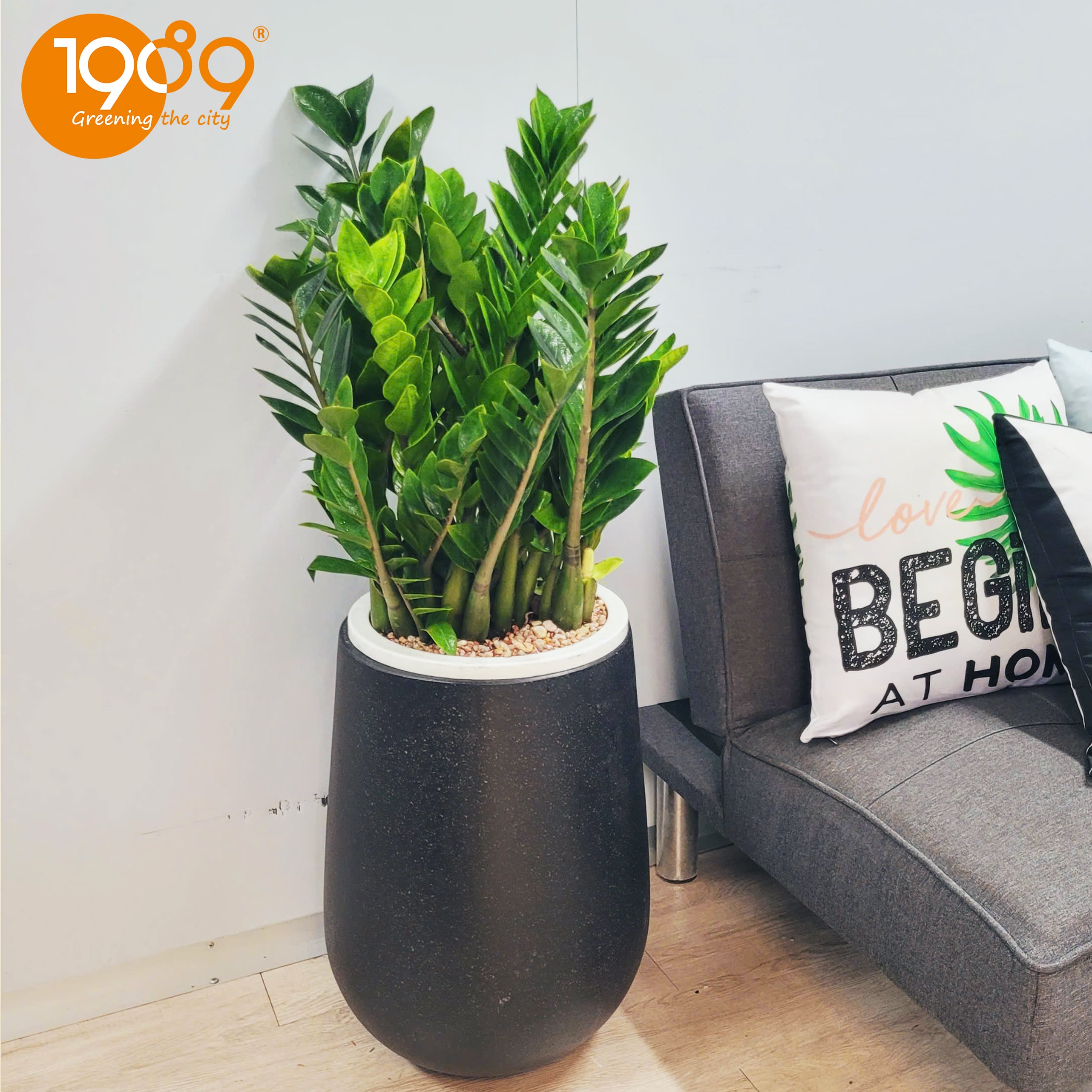 Cây Xanh Văn Phòng Giá Rẻ