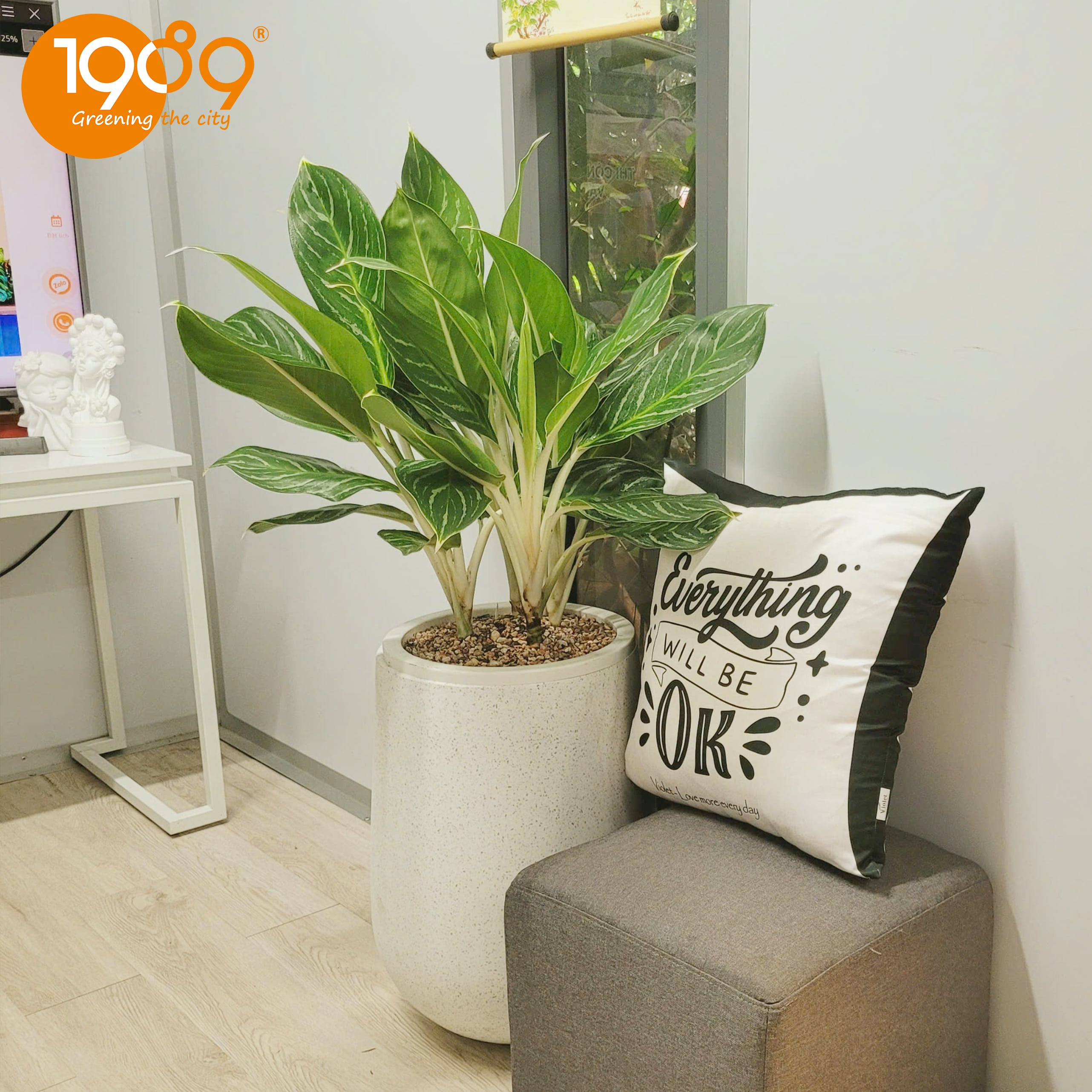 Cây Xanh Văn Phòng Giá Rẻ