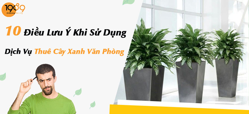chăm sóc cây cảnh văn phòng