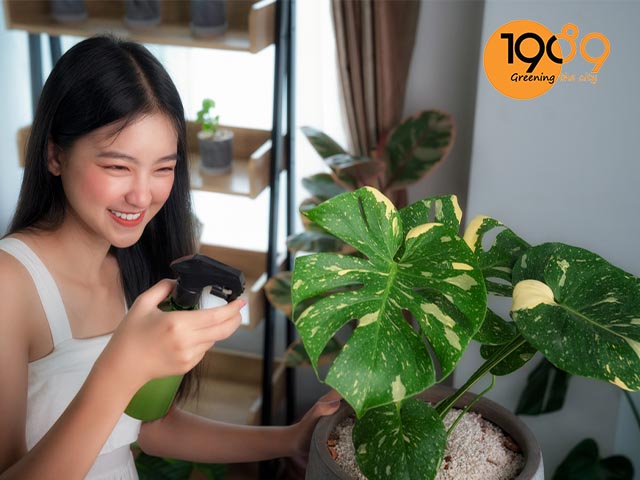bón phân cho cây ráy nam mỹ