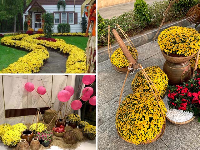 chăm sóc hoa cúc mâm xôi vàng trang trí tết 20223