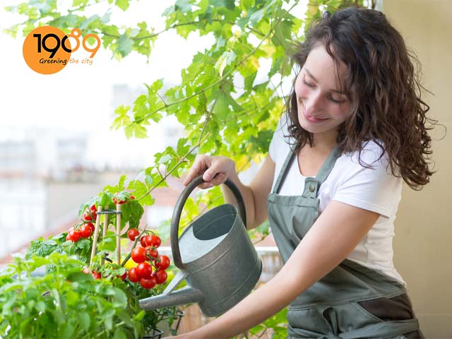 chăm sóc rau xanh sạch tưới nước cho rau sân thượng