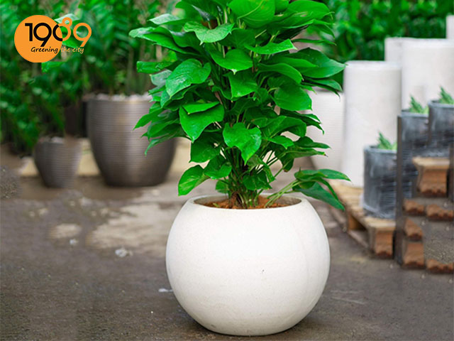 Chậu Đá Mài tròn trứng
