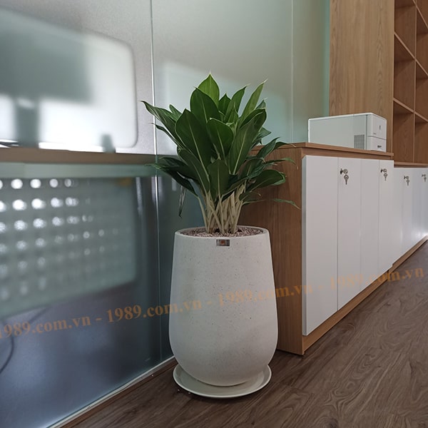 1989JSC Trang Trí Cây Xanh Văn Phòng Hoàng Cát Group