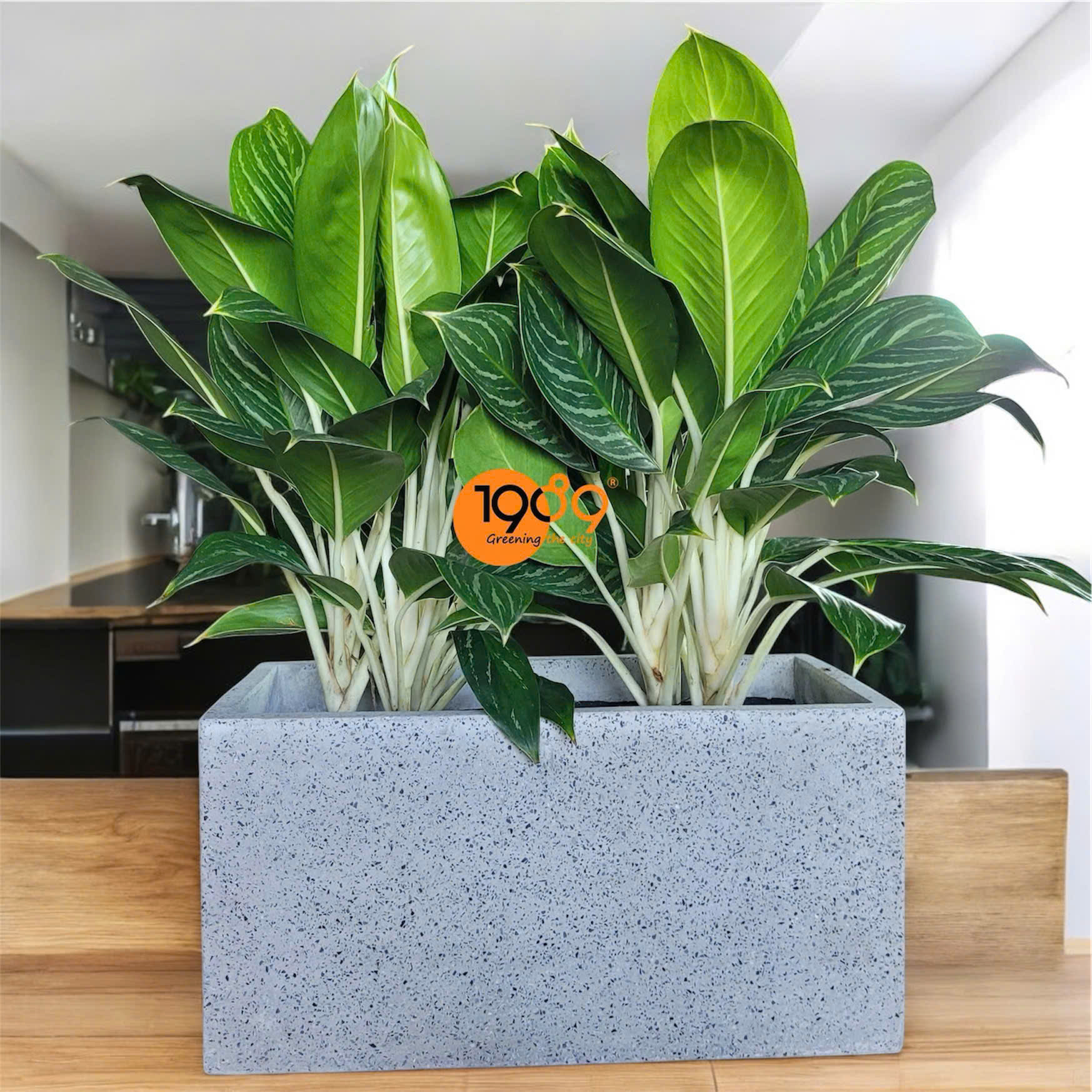 cay bach ma hoang tu