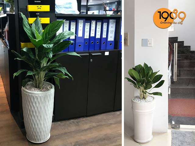 chậu bạch mã trắng