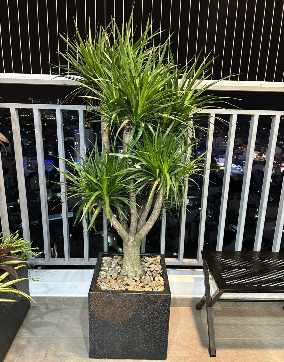 Top Cây Cảnh Đẹp Làm Quà Tặng Khai Trương, Trang Trí Văn Phòng Được Ưu Chuộng