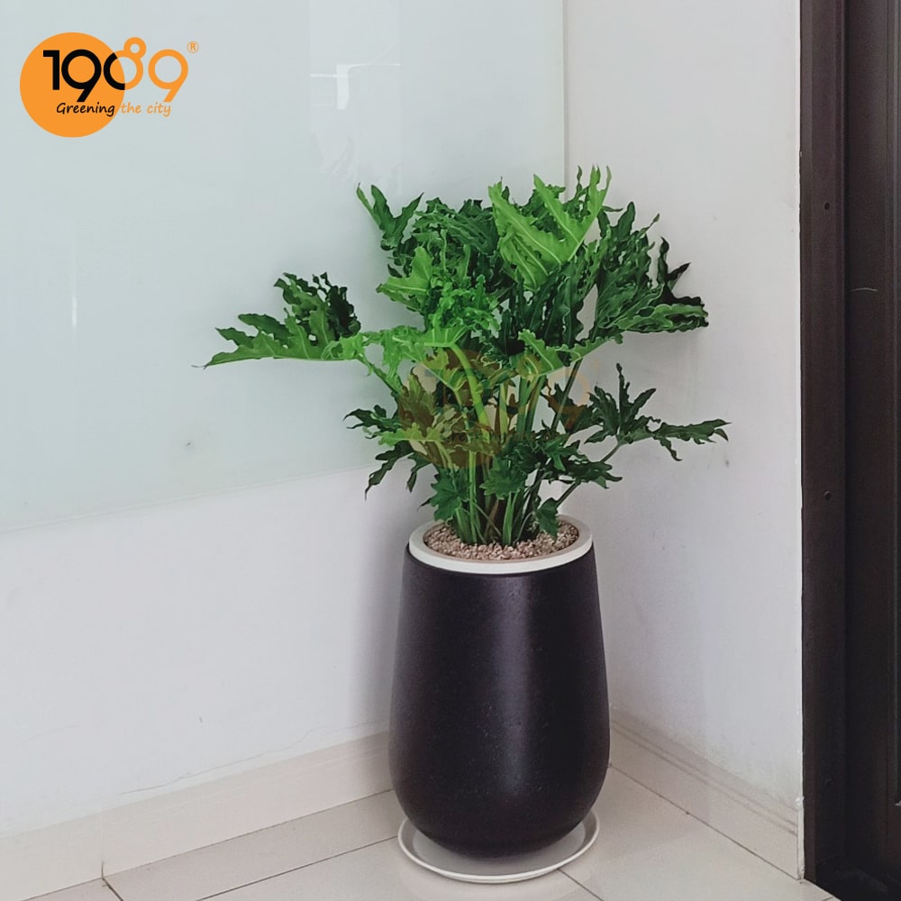 Khám phá Top chậu đẹp cây xinh được FREESHIP từ 1989 – BST các mẫu chậu đá mài và cây xanh độc đáo, tinh tế, hoàn hảo cho không gian sống và văn phòng.