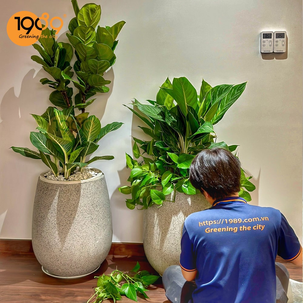 TPBank sử dụng dịch vụ thuê cây nội thất 89 Landscape