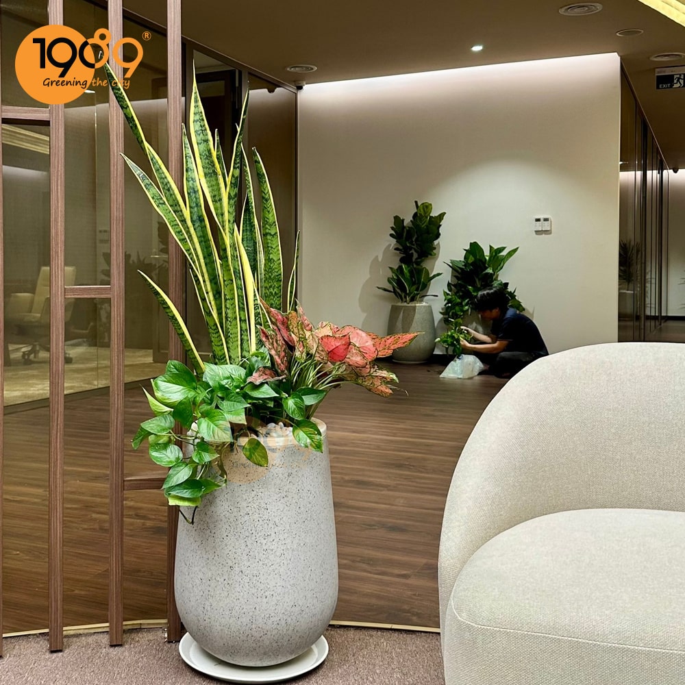 Top Cây Cảnh Đẹp Làm Quà Tặng Khai Trương, Trang Trí Văn Phòng Được Ưu Chuộng