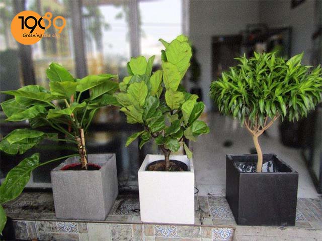 chậu cảnh đá mài vuông hitech