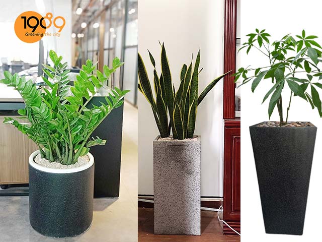 chậu cảnh xi măng đá mài Phong cách hiện đại