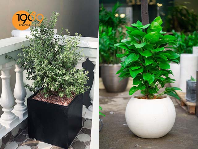 chậu cảnh xi măng đá mài Phong cách tối giản nhất