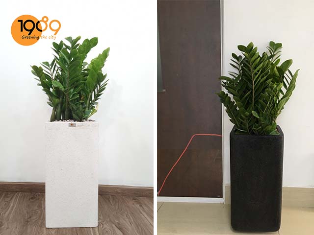 Ý Nghĩa Phong Thủy Cây Kim Tiền