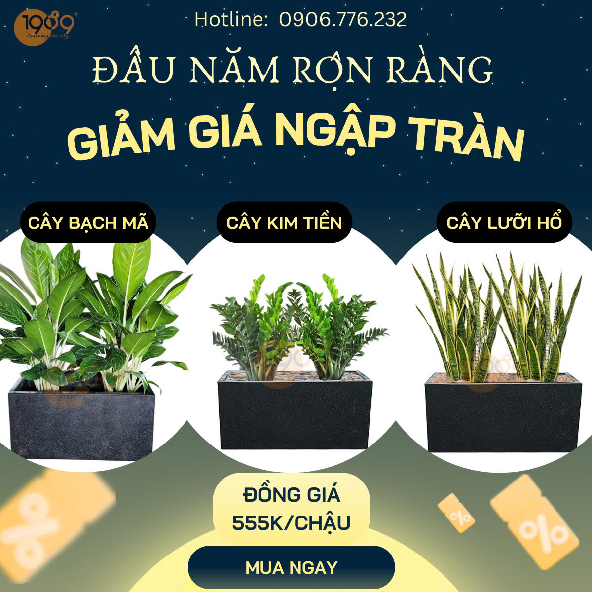 Chậu cây lưỡi hổ