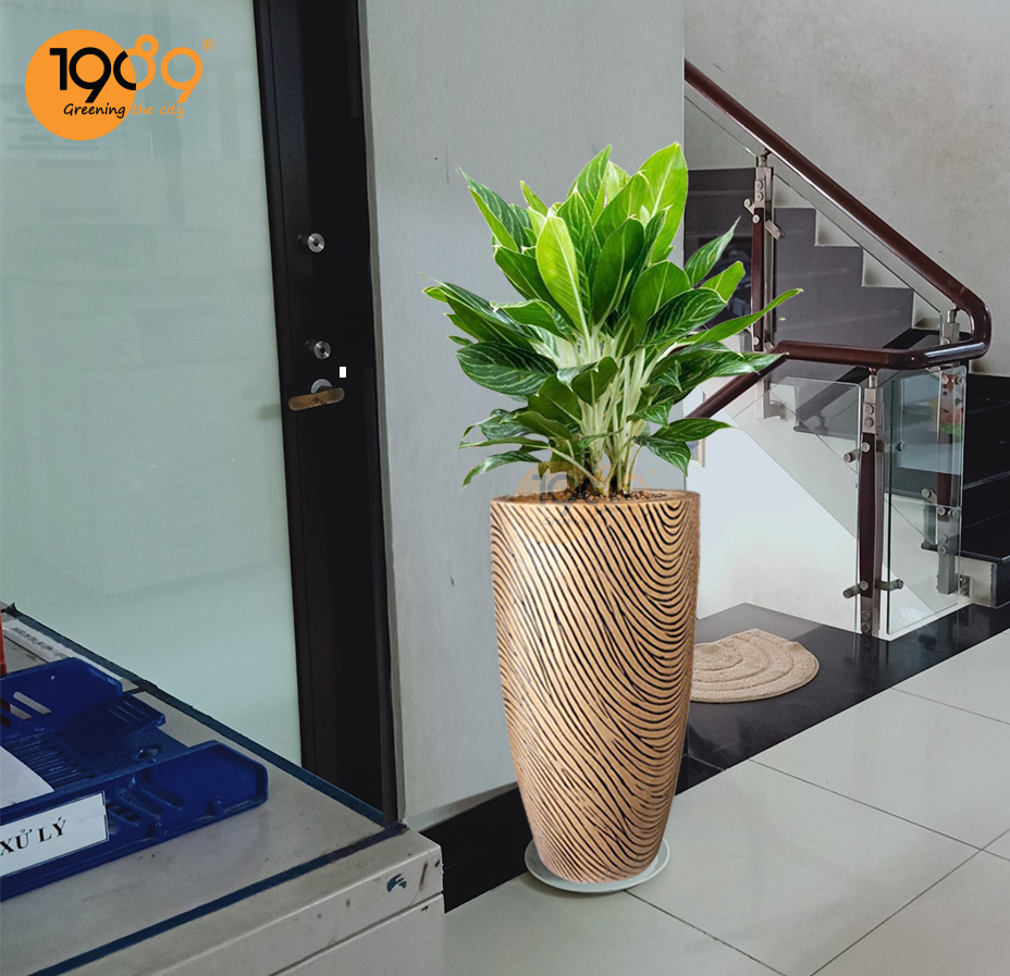 chậu cây bạch mã đẹp free ship