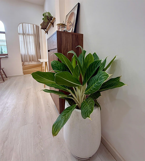 chậu cây bạch mã hoàng tử