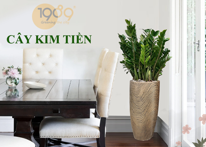 Cây Kim Tiền – Biểu tượng tài lộc