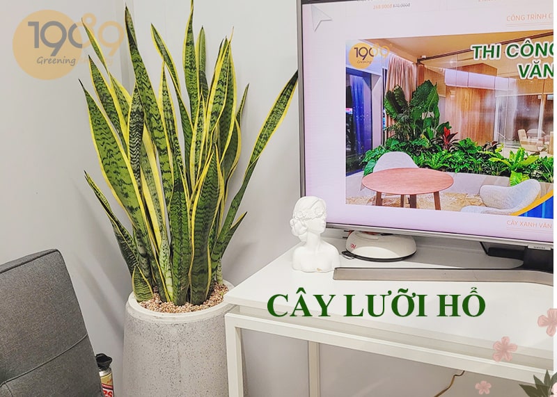 chậu cây cảnh lưỡi hổ