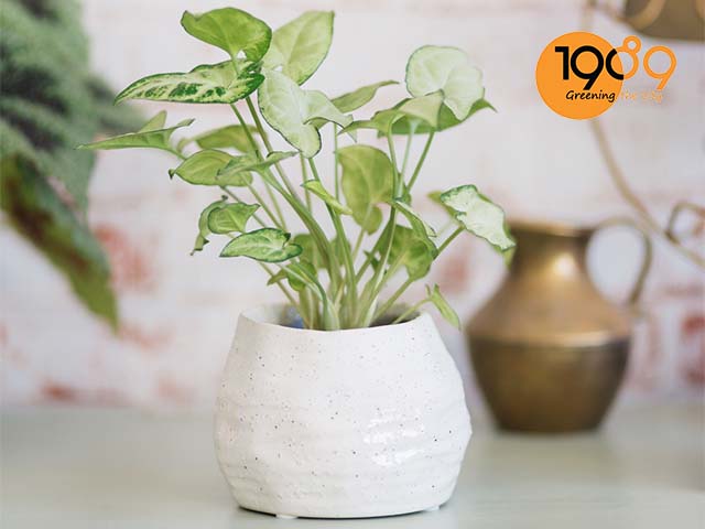 Từ A tới Z về Kiểng Lá: Ý Nghĩa Của Cây Trầu Bà Trắng