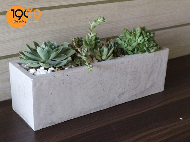 Chậu cây cảnh xi măng chữ nhật size nhỏ