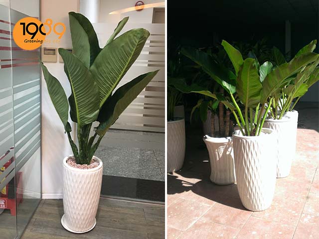 chậu cây để sàn cao cấp đại phú gia trong văn phòng công ty