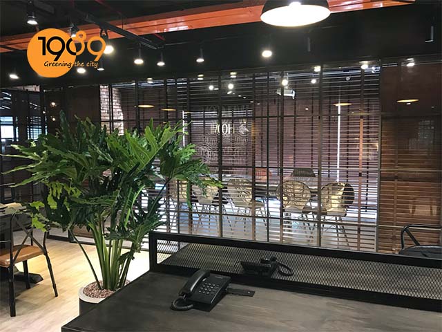 chậu cây để sàn cao cấp trầu bà thanh xuân đặt tại phòng khách