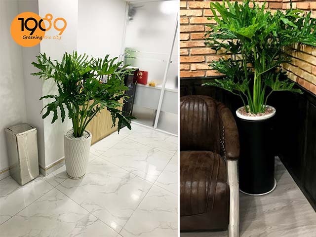 chậu cây để sàn cao cấp trầu bà thanh xuân đẹp