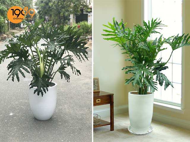 chậu cây để sàn cao cấp trầu bà thanh xuân