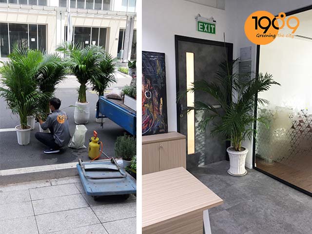 chậu cây để sàn cau vàng 1989 hcm