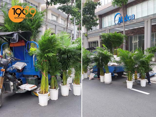 chậu cây để sàn cau vàng cao cấp