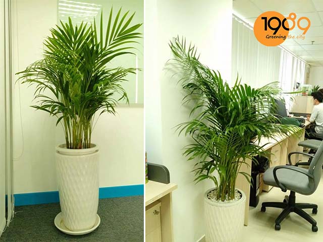 chậu cây để sàn cau vàng