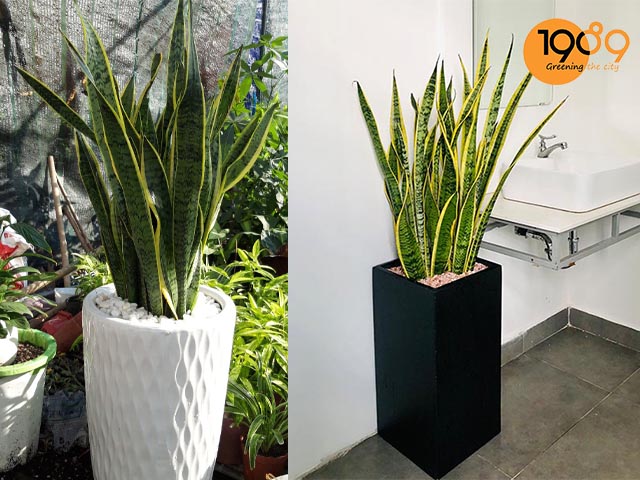 Cây lưỡi hổ trồng trong chậu lưới và chậu đá mài 30x60cm