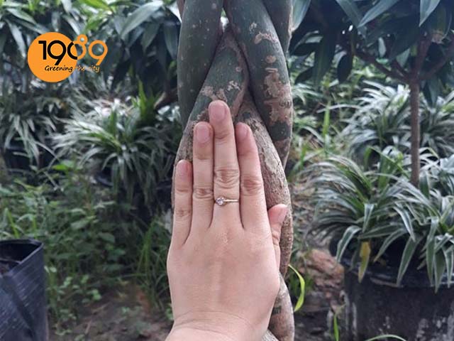 chậu cây để sàn Kim Ngân thắt bím cao cấp