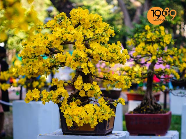 chậu cây hoa mai bonsai đẹp ngày tết nguyên đán