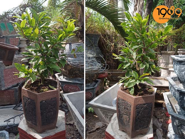 chậu cây hoa mai bonsai đẹp ngày tết