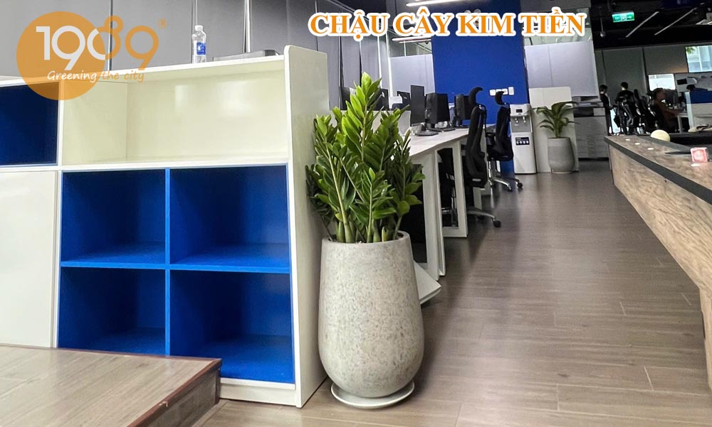 Vị Trí Đặt Cây Kim Tiền Trong Nhà Hợp Phong Thủy Và Thu Hút Tài Lộc