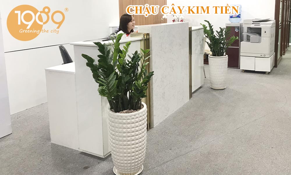 Vị Trí Đặt Cây Kim Tiền Trong Nhà Hợp Phong Thủy Và Thu Hút Tài Lộc