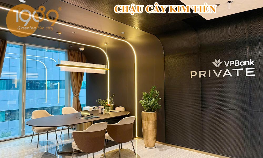 Vị Trí Đặt Cây Kim Tiền Trong Nhà Hợp Phong Thủy Và Thu Hút Tài Lộc